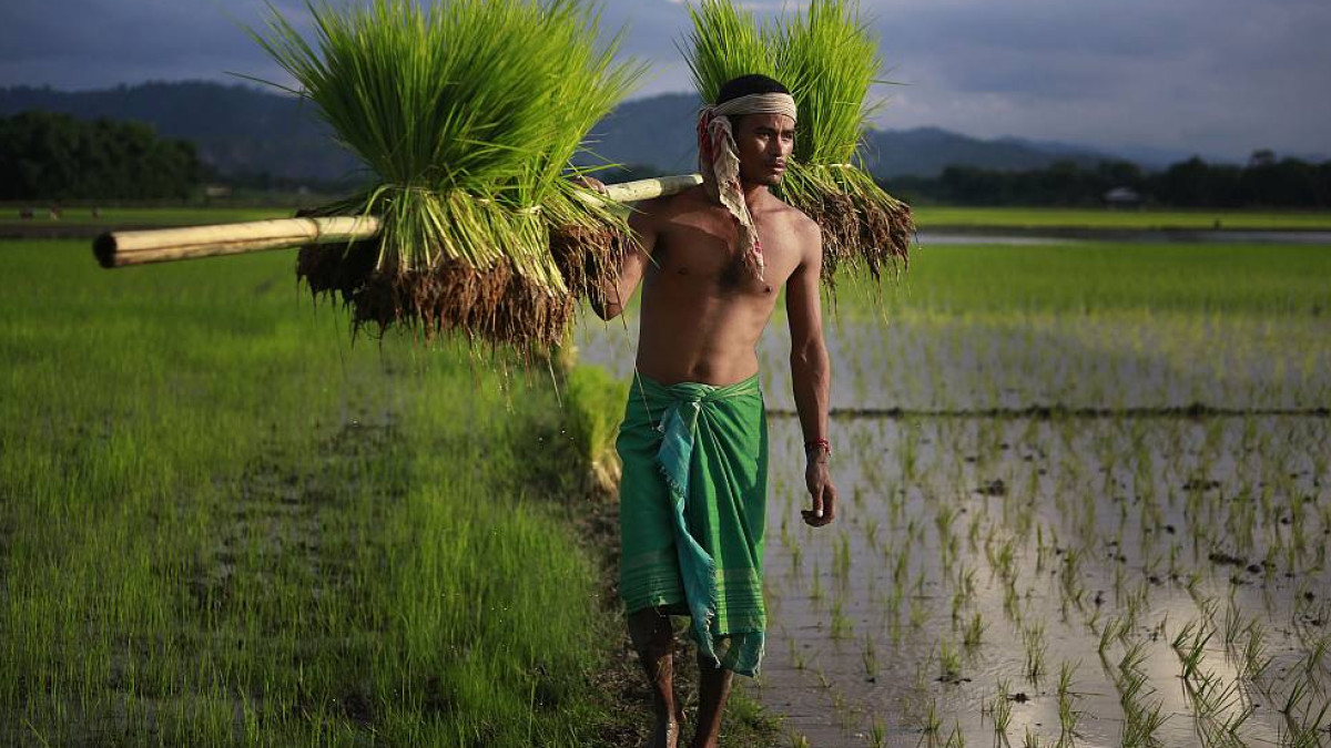 Government Ministries Express Concerns Over MSP Hike Proposal