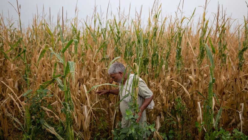  Indian Wheat Farmers Lose Rs 40,000 Crore Due to Government Policy, ICRIER