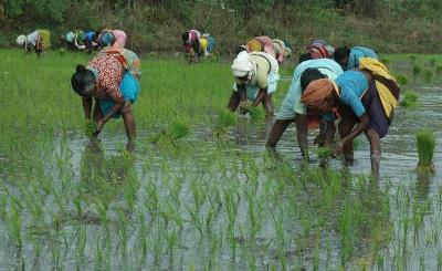 Lowest Rural Wages to MP and Gujarat Workers: RBI Data