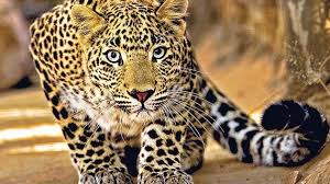 Leopard Attacks: Urgent Action Needed in Pune